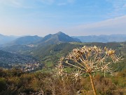 19 Heracleum sphondylium (Panace) con vista verso il Monte Gioco
